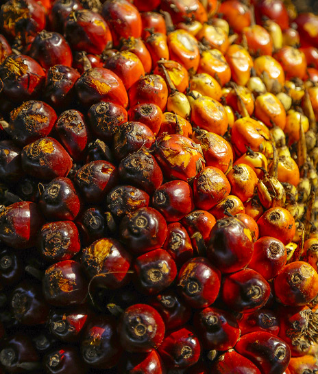 Palm Oil Mills and Refineries