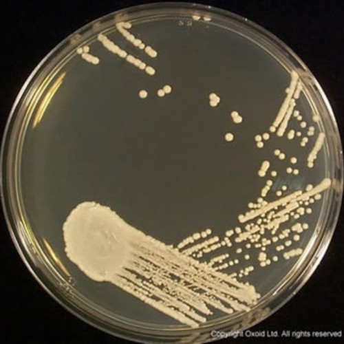Sabouraud Dextrose Agar, 500g, Oxoid